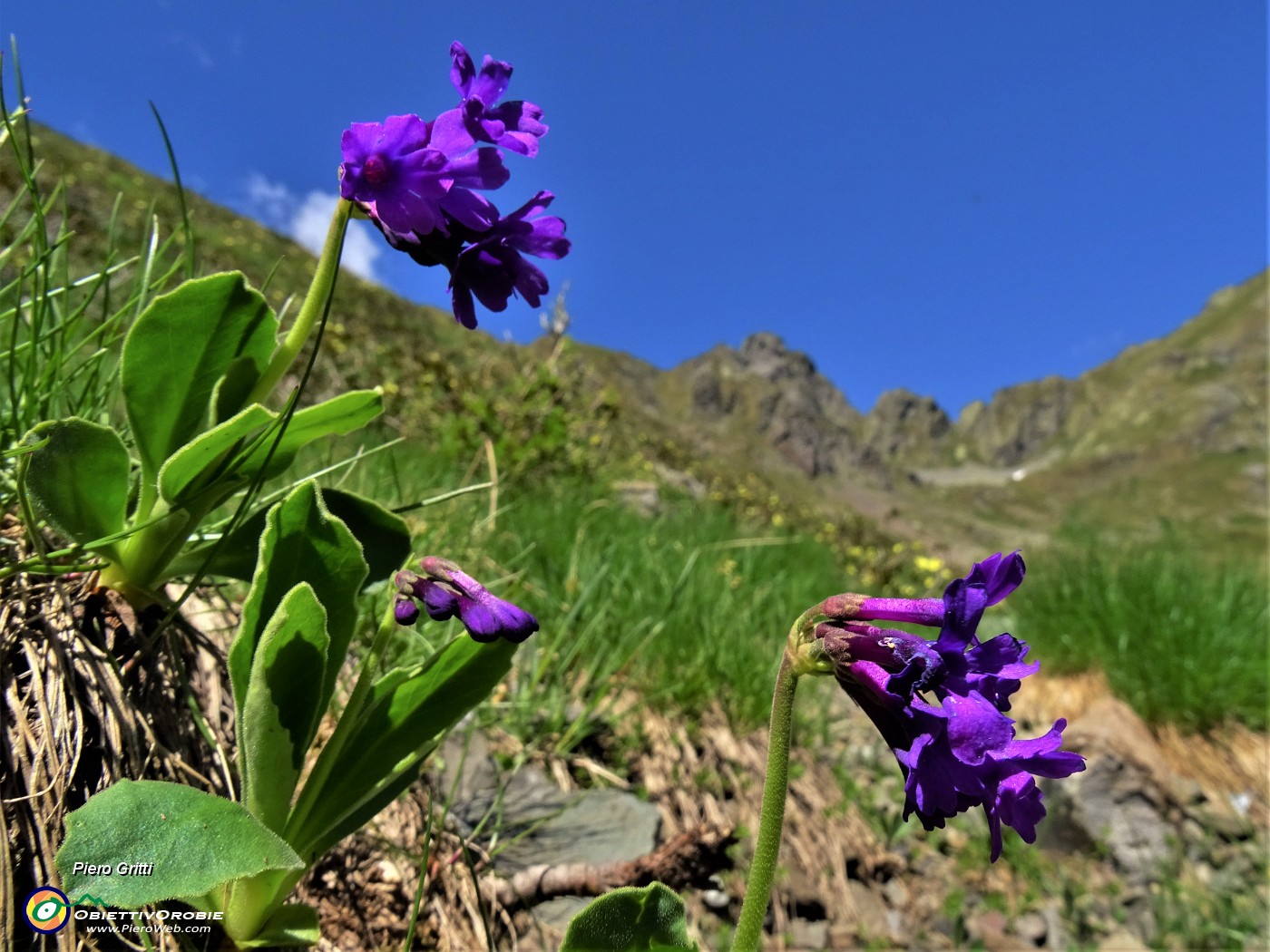 29 Bellissimi fiori di Primula latifolia (Primula a foglie larghe).JPG